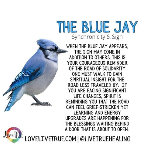 Blue jay symbolism spiritual meanings of seeing blue jays – Artofit