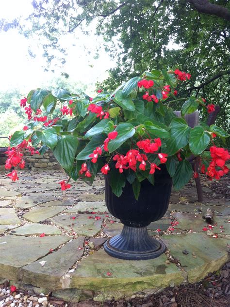 Garden on Hastings: Begonias, an Excellent Choice for Sun or Shade!