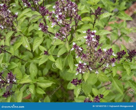 Close Up Thai Herb Basil Trees or Sweet Basil Plant are Flowering ...