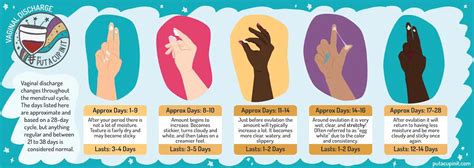 Normal Vaginal Discharge 的图像结果