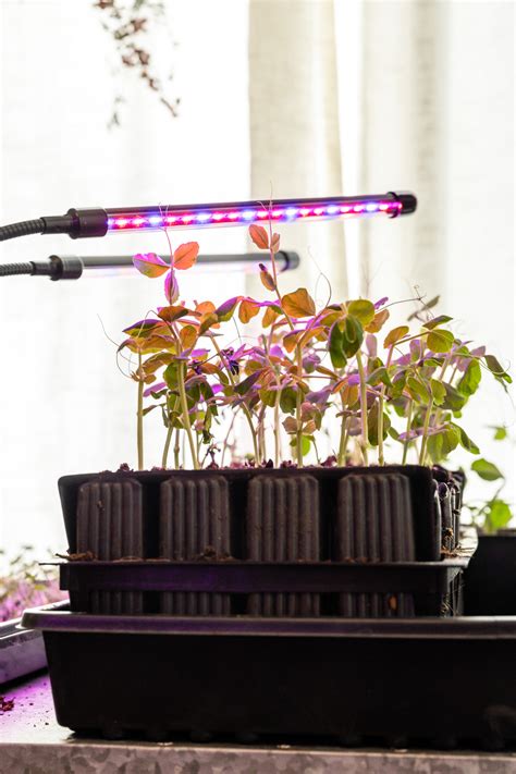 Small Seedling Grow Lights Starting Seedlings Under Grow Lights Vs.