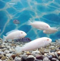 Albino Red-Eye Morph – Splashy Fin Aquarium Bengaluru