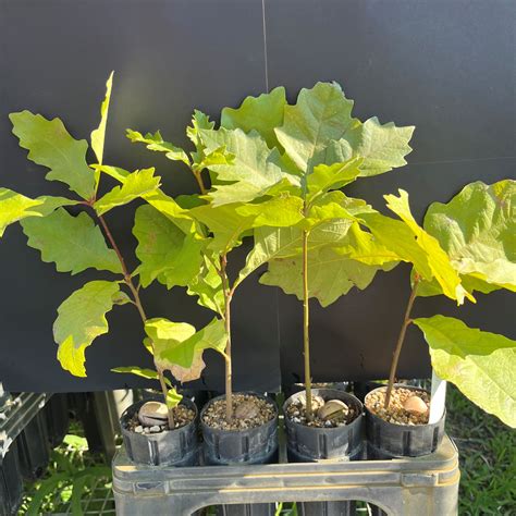 Is Bur Oak Deciduous