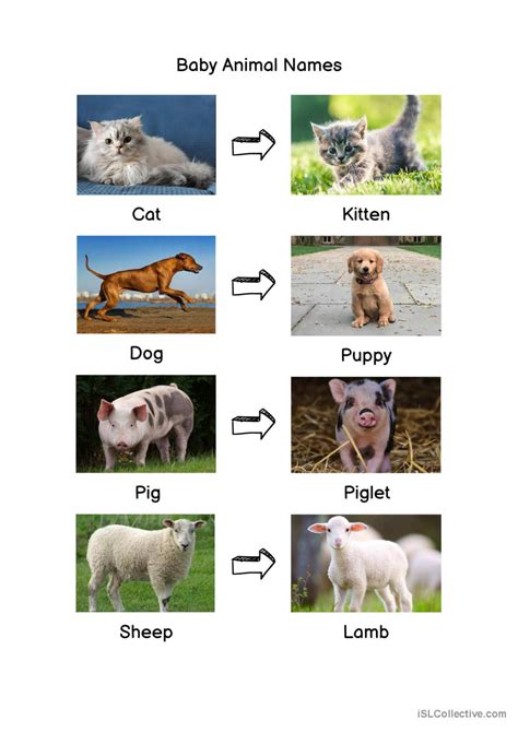 Baby Animal Names Pdf at William Mathers blog