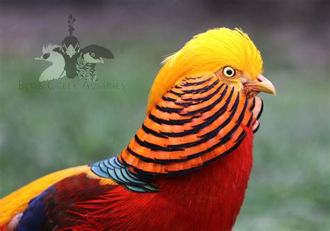 Yellow Golden Pheasant