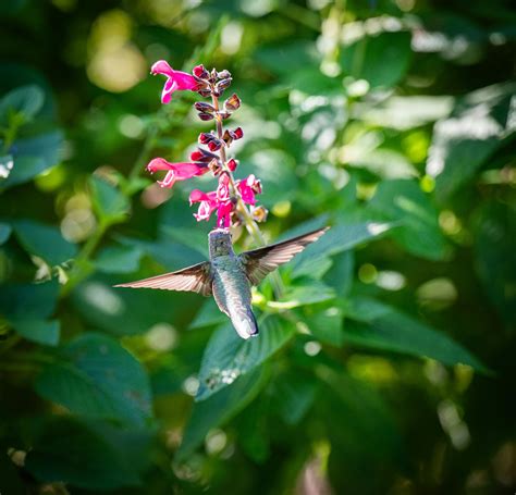 Image result for Avion Java