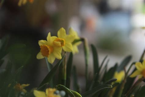 Repel Moles 的图像结果