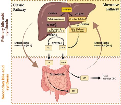 Does Bile Produce Gas at Megan Blackmon blog