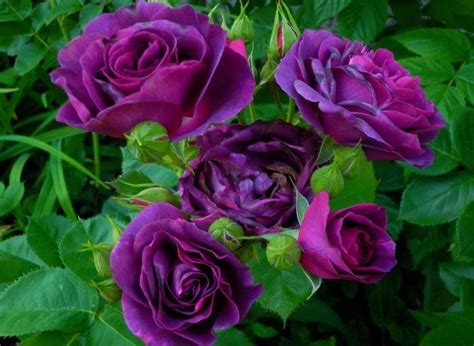 Image result for Flower Digram Using Turtle Python