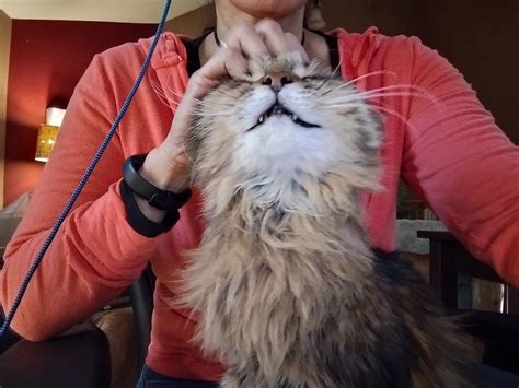 Tightrope, a daily trivia game | Britannica | Nov. 6, 2024 - Y'all ...