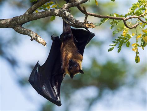 COVID-like virus, Khosta 2, found in Russian bats; scientists say ...