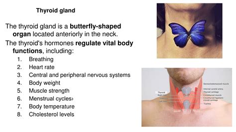 Image result for hyperthyroidism