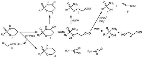 Mechanism-of-Action-Based Development of New Cyclophosphamides
