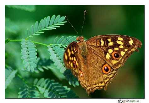 go2india.in : Lemon Pansy Butterfly One wing focussed