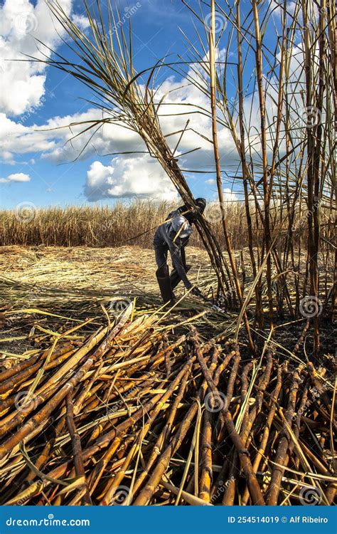 Sugar Cane In Spanish Slang at Micheal Wilder blog