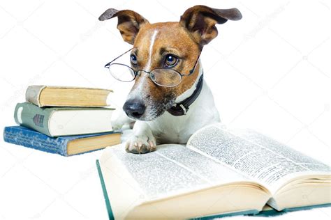 Image result for Dog Learning