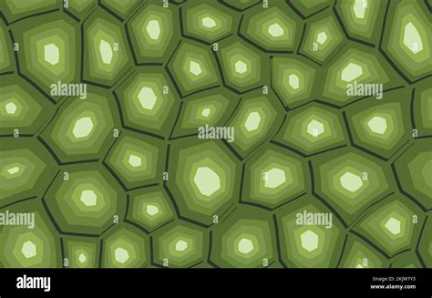 Image result for Turtle Shell Background
