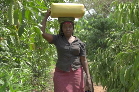Climate Change and Women: Disproportionate Impact and Solutions - initiative for coffee&climate