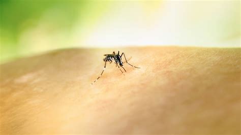 वैज्ञानिकों ने की मच्छरों की वृद्धि पर रोक लगाने वाले बैक्टीरिया की खोज ...