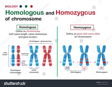 701 Homologous chromosome Images, Stock Photos & Vectors | Shutterstock