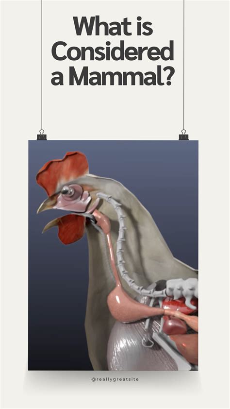 Are Chickens Mammals Or Birds Or Reptiles?