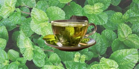 Popular Poor Digestion Symptoms and Natural Herbal Tea Remedies – Blue ...