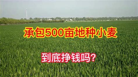 在农村承包500亩地种小麦，到底能挣多少钱？听完别不相信