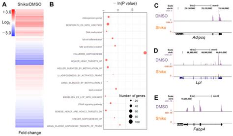 Shikonin Binds and Represses PPARγ Activity by Releasing Coactivators ...
