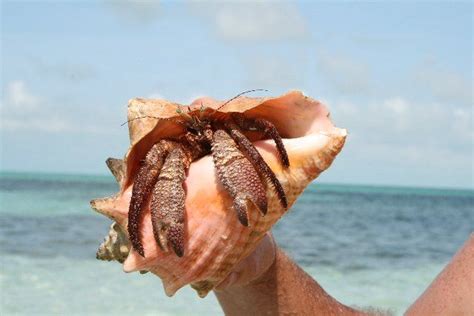Image result for Conch Shell Animal