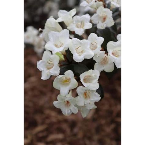 PROVEN WINNERS 4.5 qt. Sonic Bloom Wine Weigela (Weigela Florida) Live ...