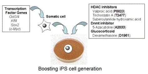 Dexamethasone 50-02-2 | Tokyo Chemical Industry (India) Pvt. Ltd.