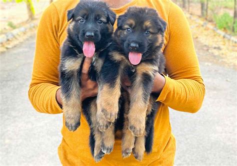How Much Does A German Shepherd Puppy Cost In India