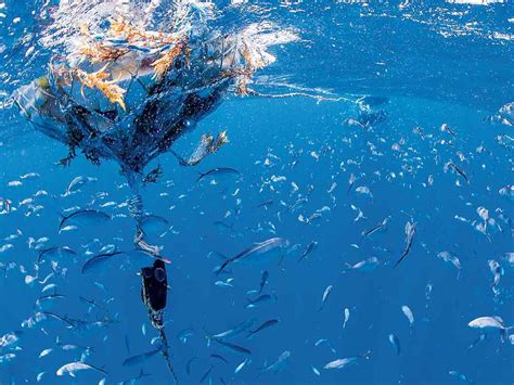 Fisheries 的图像结果