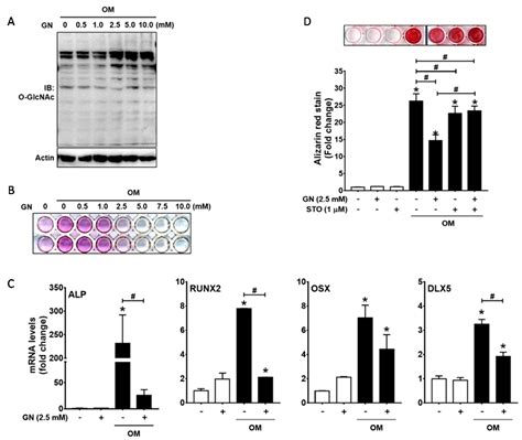 Conditions Inducing Excessive O-GlcNAcylation Inhibit BMP2-Induced ...