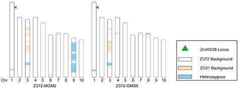 Expediting Next-Generation Hybrid Technology in Recalcitrant Maize ...