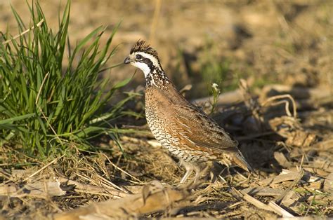 Quail Predators 的图像结果