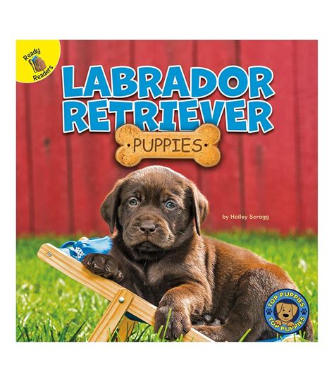 Labrador Retriever Puppies (Top Puppies) : Scragg, Hailey: Amazon.in: Books