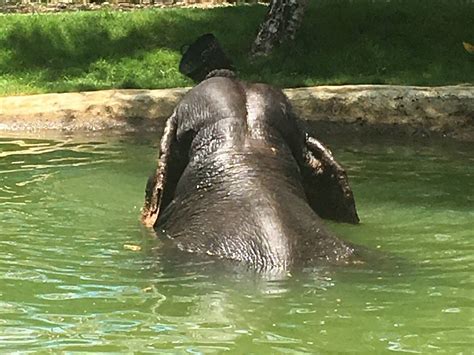 SAI RUNG ELEPHANT CAMP - All You Need to Know BEFORE You Go 2026 (with ...