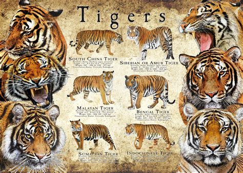 Types Of Tigers With Names