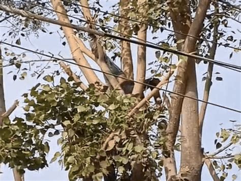 Udaipur Labourer Electrocuted at Stanford School Tree Pruning