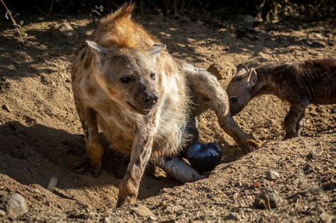 Hyena Birth – Moment of Magic - Africa Geographic