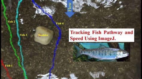 Image result for Manual Tracking ImageJ