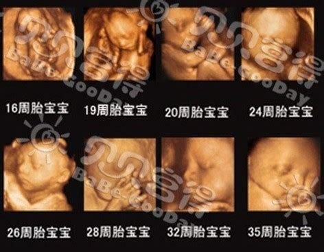 怀孕五个月图片有多大肚子（怀孕5个月肚子有这么大，5个月胎儿本领大，对照一下达标了吗？） | 说明书网