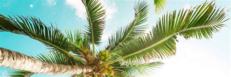 Loco Gringo Webcam Akumal Beach Webcam