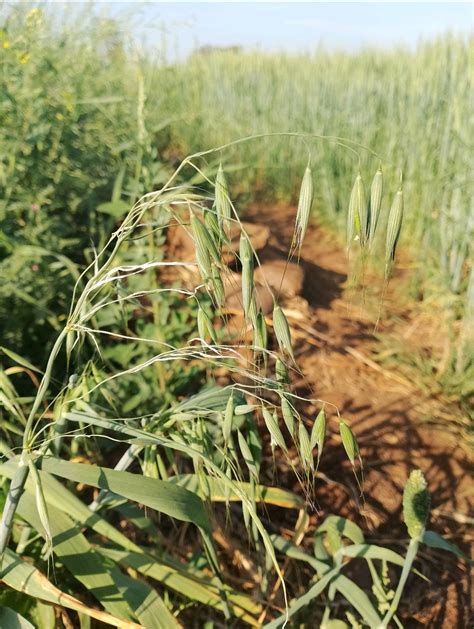 Avena fatua is a species of grass in the oat genus. It is known as the common wild oat. This oat ...
