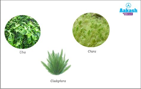 Taxonomic Hierarchy in Biology: Definition, Types and Importance | AESL