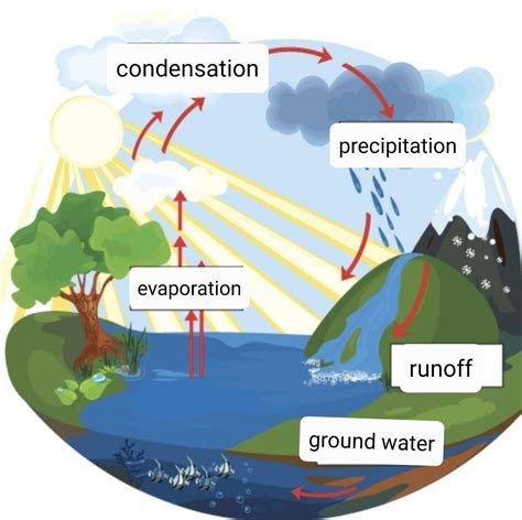 Water Cycle Stages