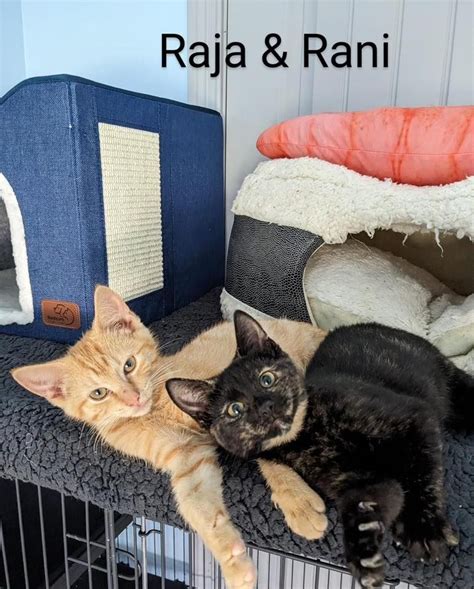 Kitty adoption day, PetSmart (Clarksville, TN), July 22 2023 | AllEvents.in