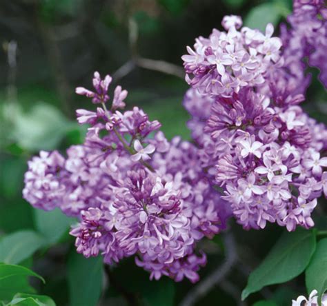Lilac, Common Purple - TheTreeFarm.com