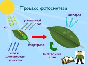 Фотосинтез - Химия